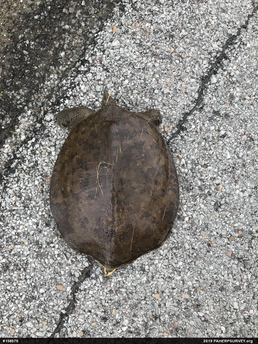 Eastern Spiny Softshell