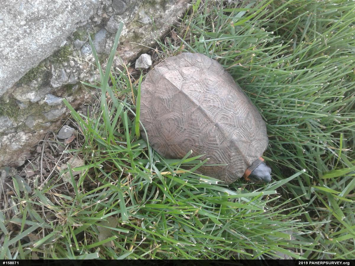 Wood Turtle