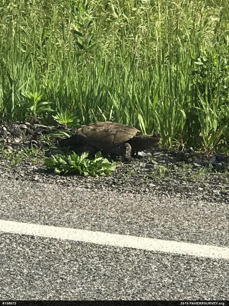 Snapping Turtle