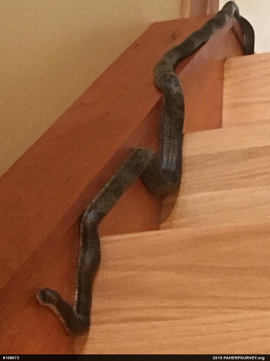 Eastern Ratsnake