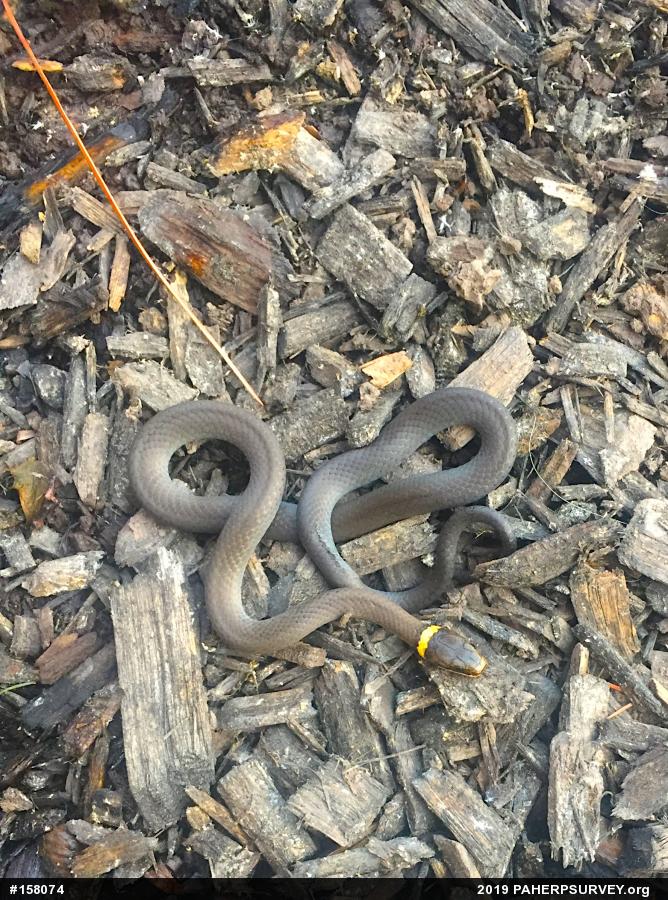 Northern Ring-necked Snake