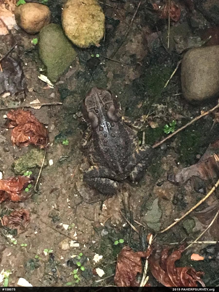 Eastern American Toad