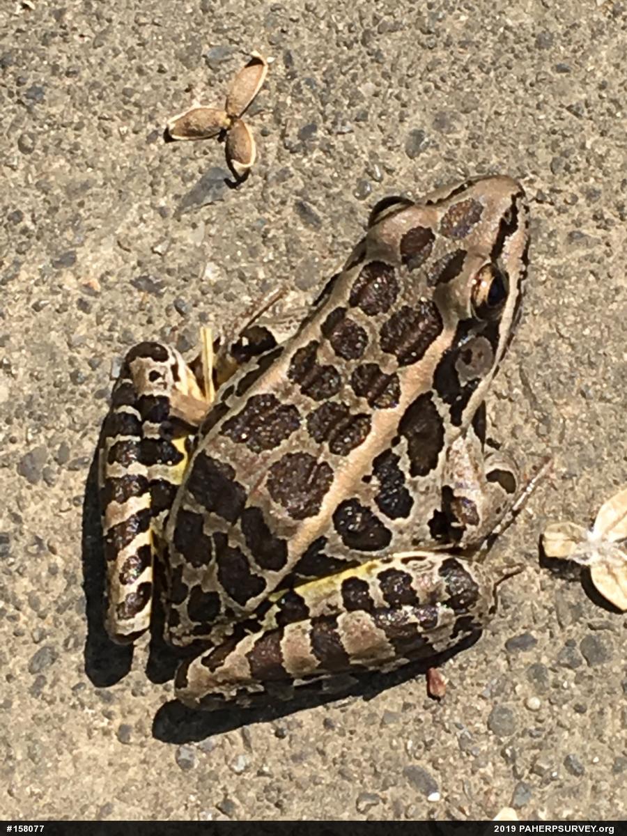 Pickerel Frog
