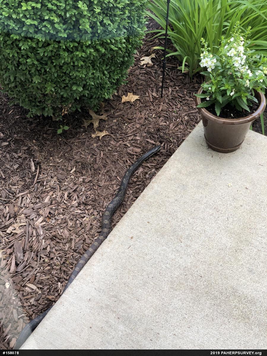 Eastern Ratsnake