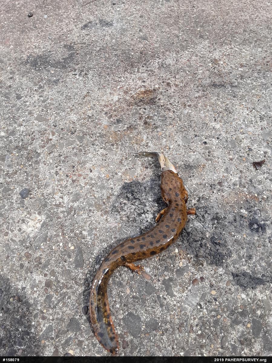 Common Mudpuppy