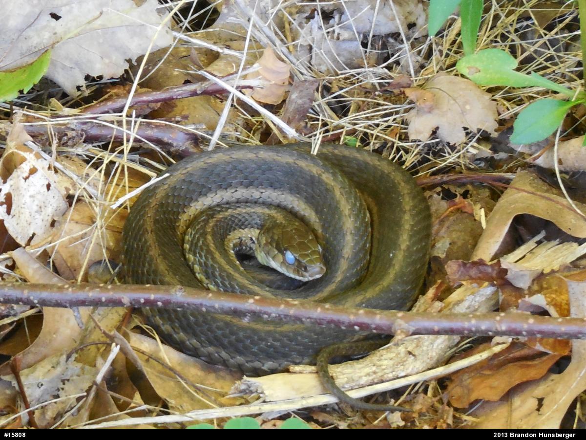 Eastern Gartersnake