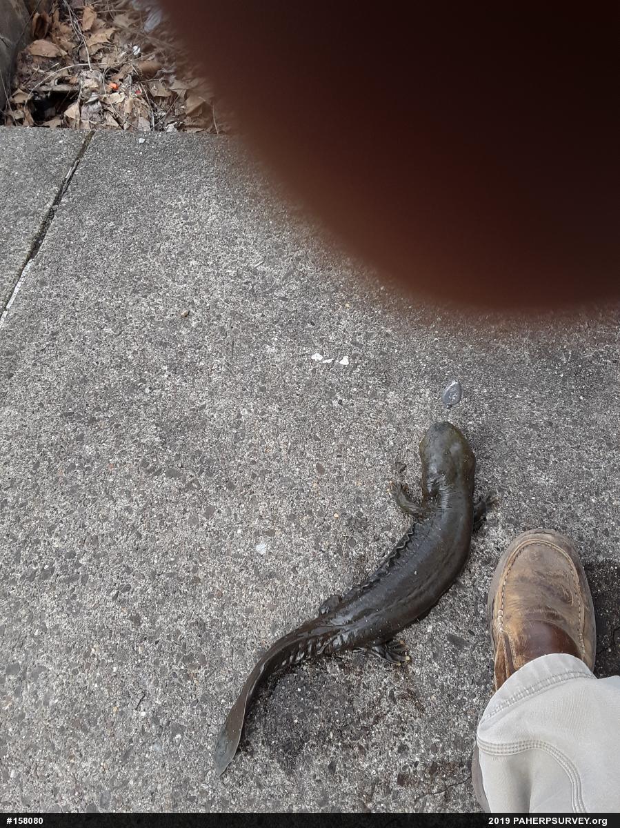 Eastern Hellbender