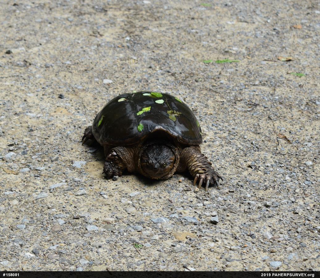 Snapping Turtle