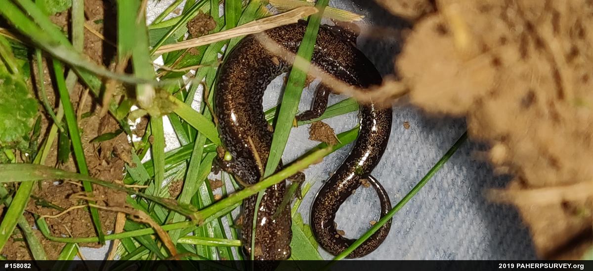 Eastern Red-backed  Salamander