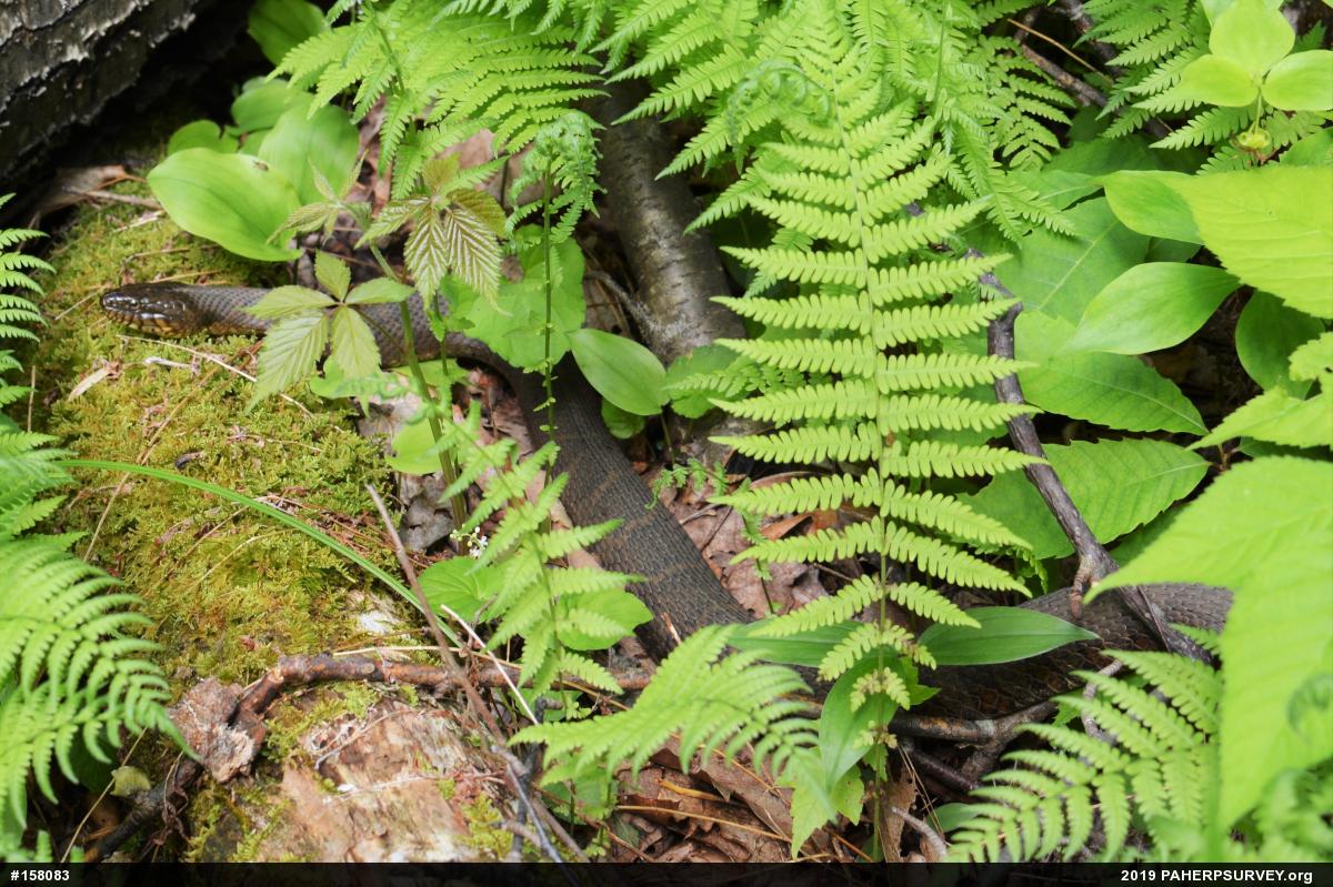 Northern Watersnake