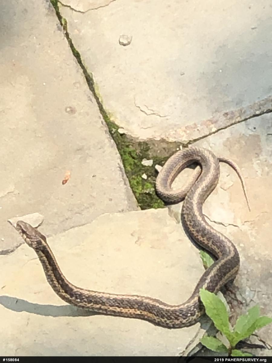 Eastern Gartersnake
