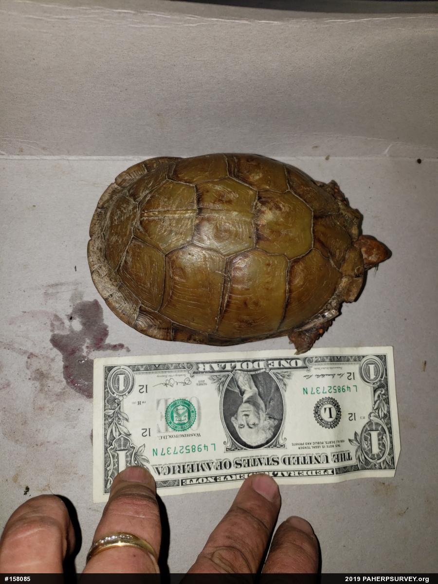 Box Turtles