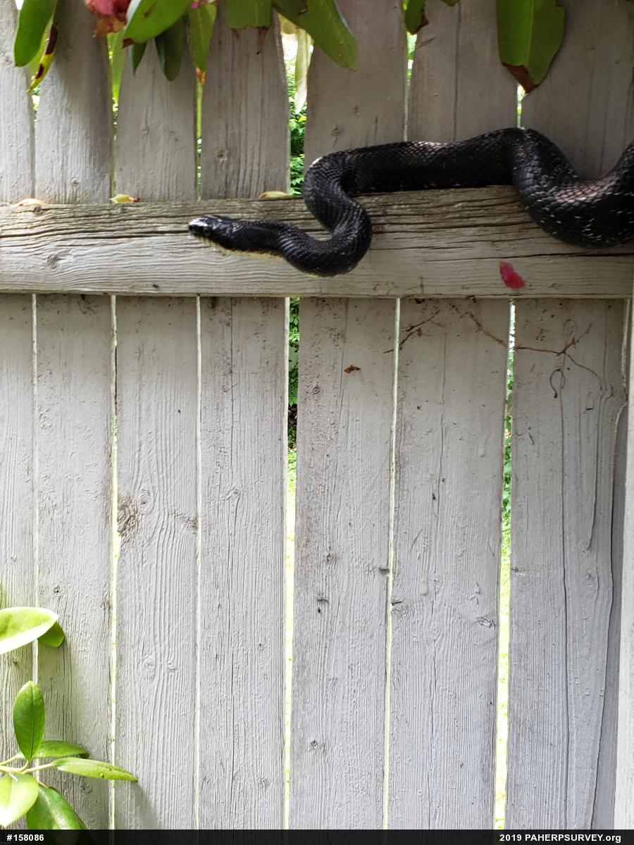 Eastern Ratsnake