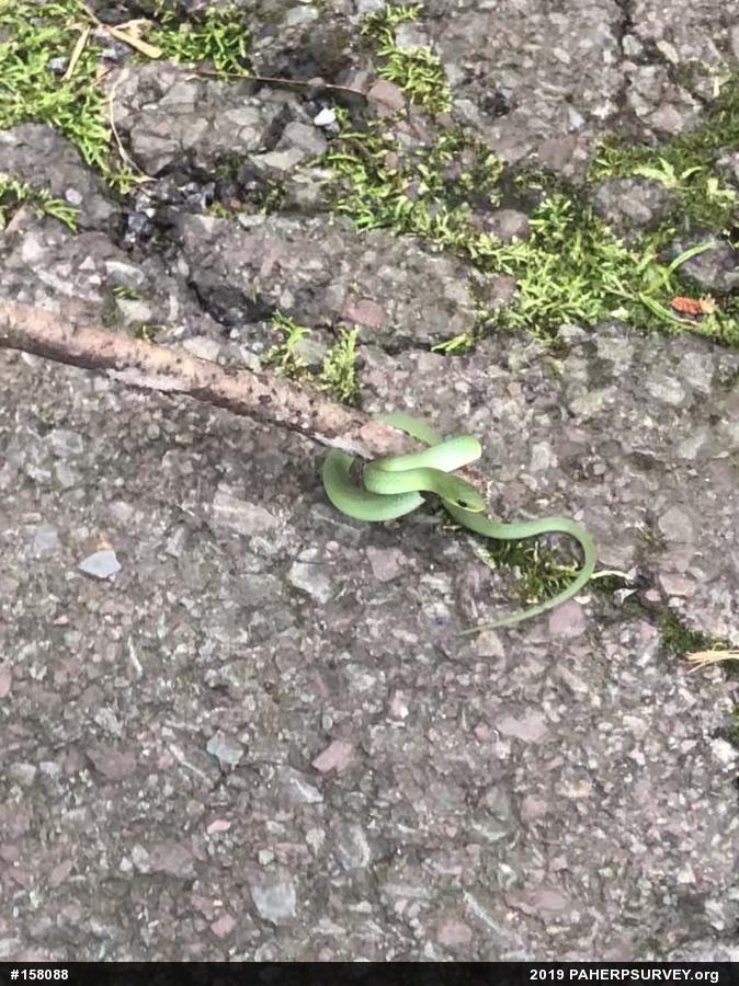 Smooth Greensnake