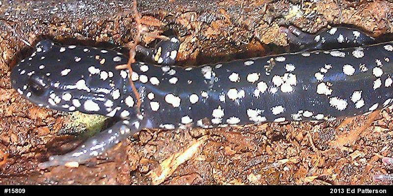Northern Slimy Salamander