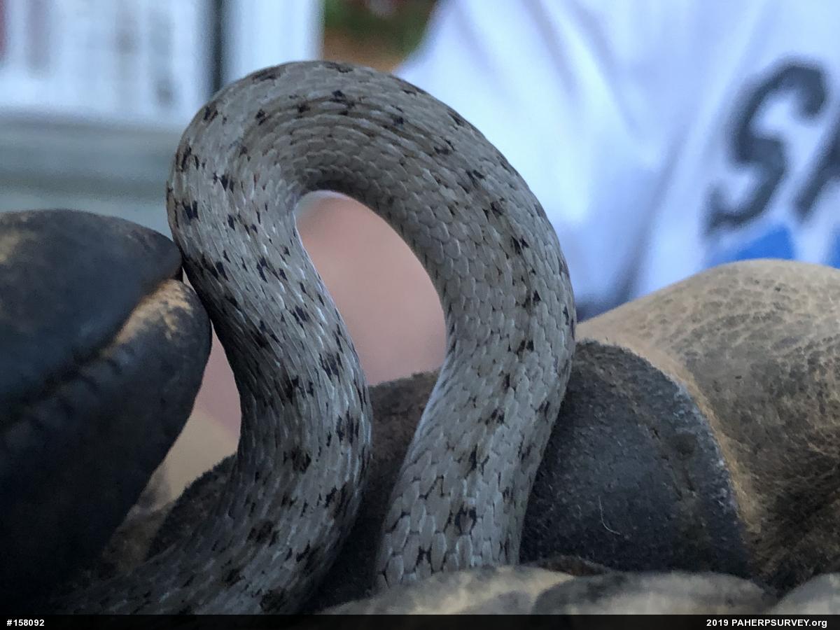 Dekay's Brownsnake