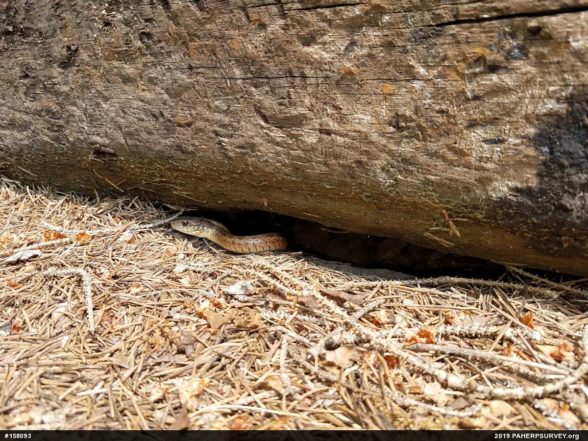 Eastern Gartersnake