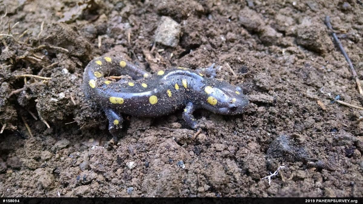 Spotted Salamander