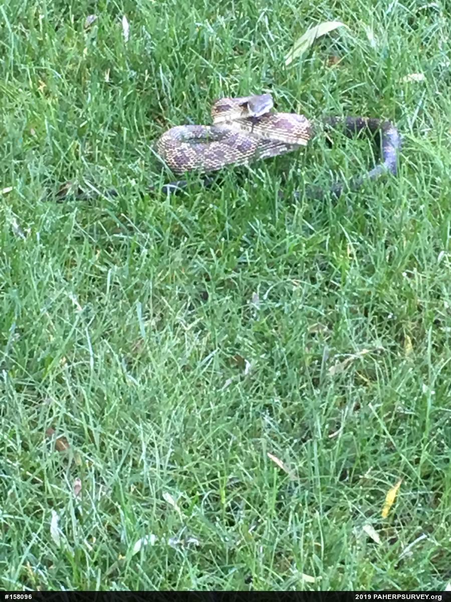 Eastern Ratsnake
