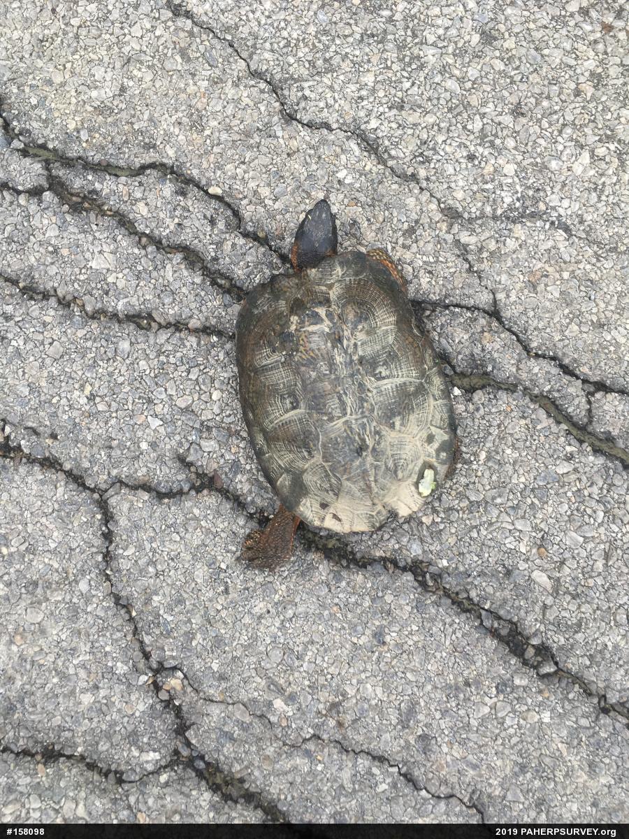 Wood Turtle