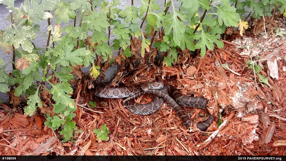 Eastern Milksnake