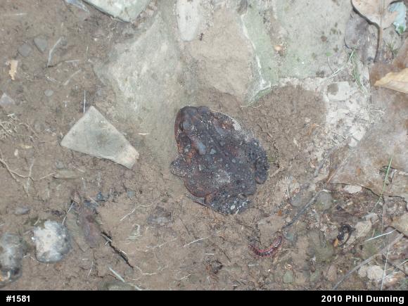 Eastern American Toad