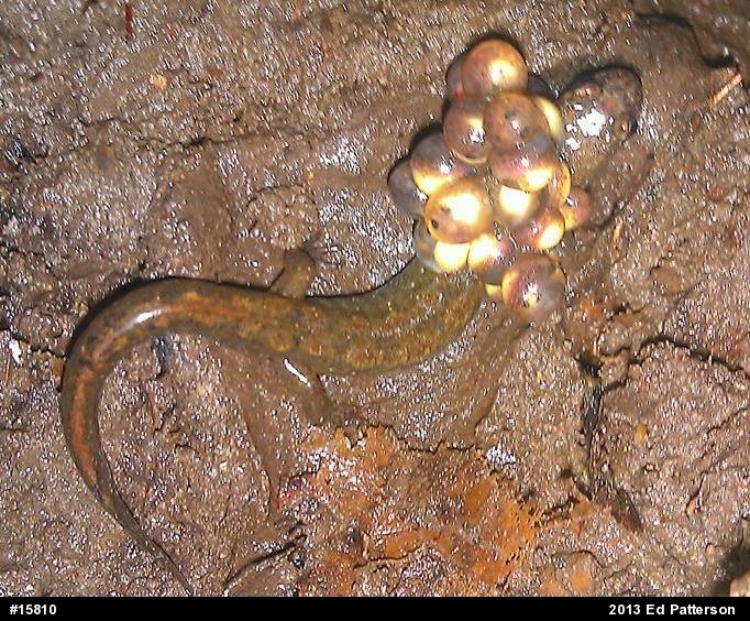 Northern Dusky Salamander