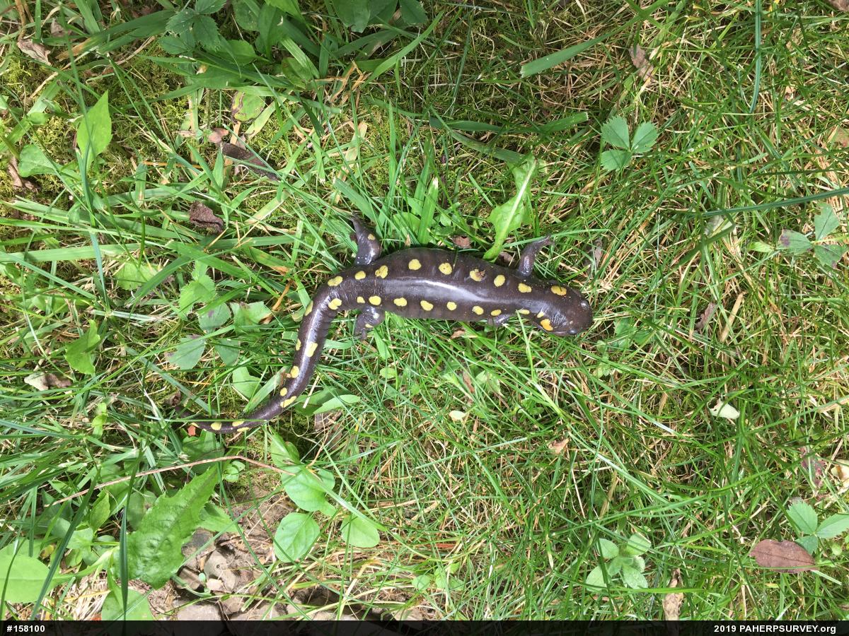 Spotted Salamander