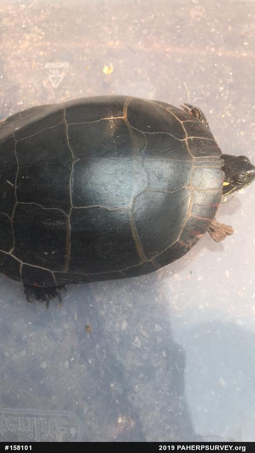 Eastern Painted Turtle