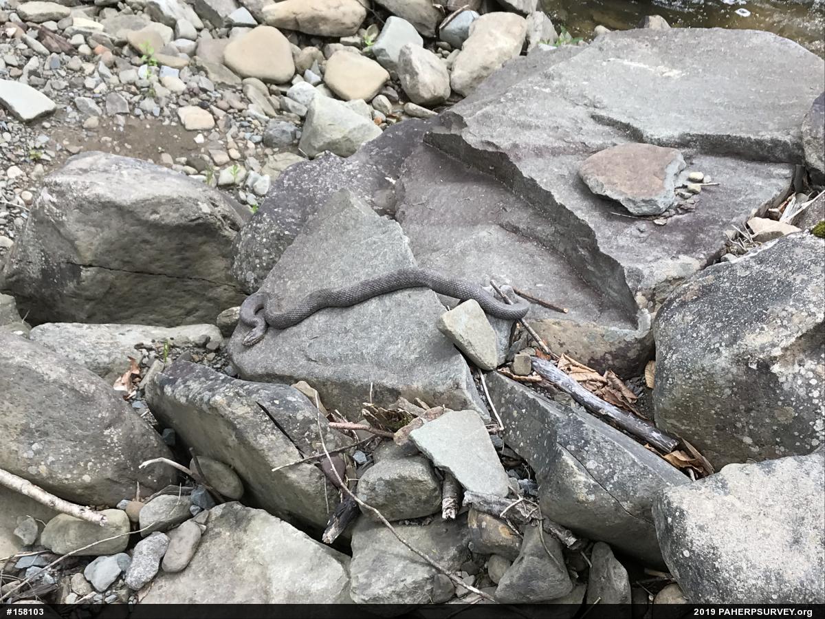 Northern Watersnake