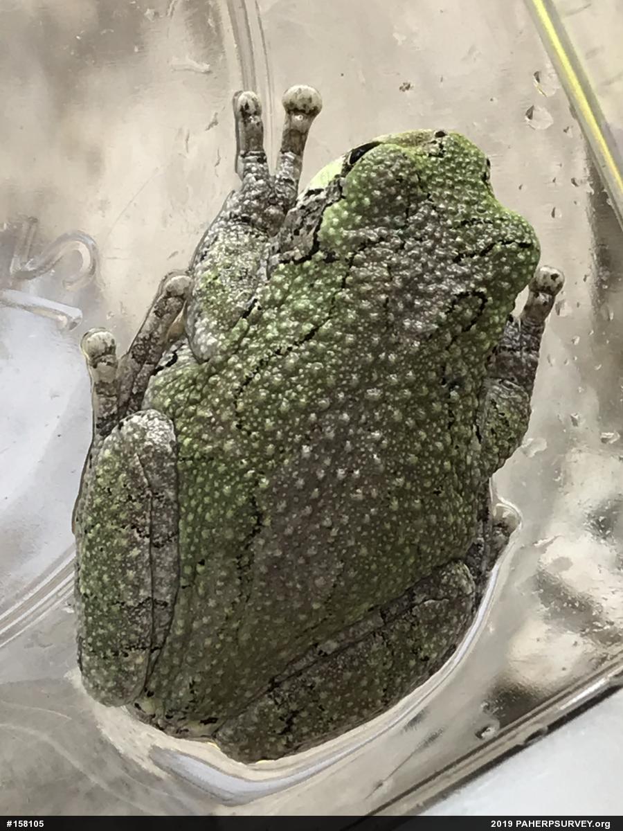 Unknown Gray Treefrog