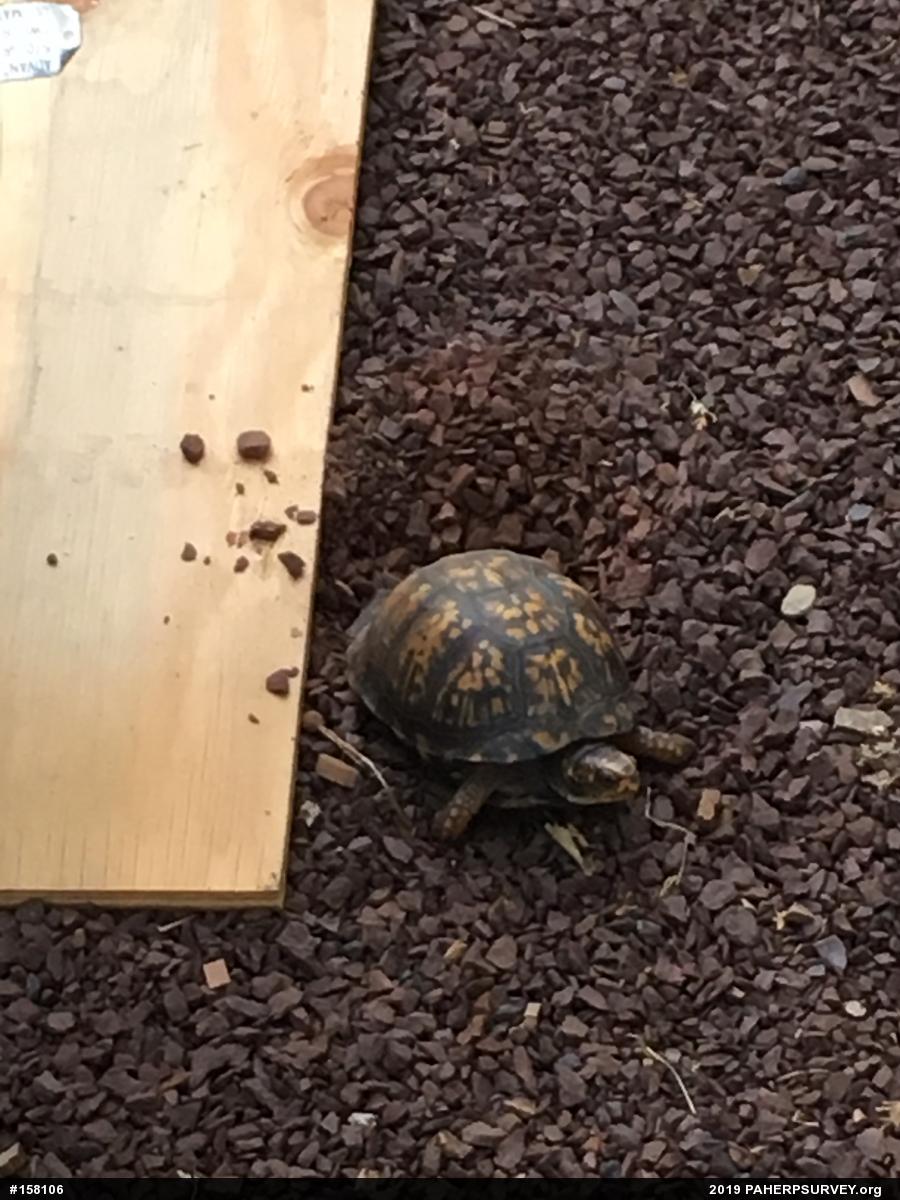Eastern Box Turtle