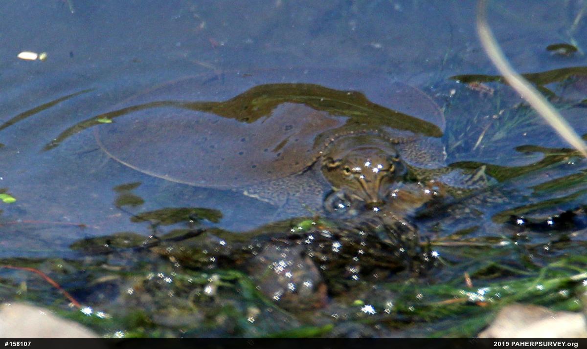 Eastern Spiny Softshell