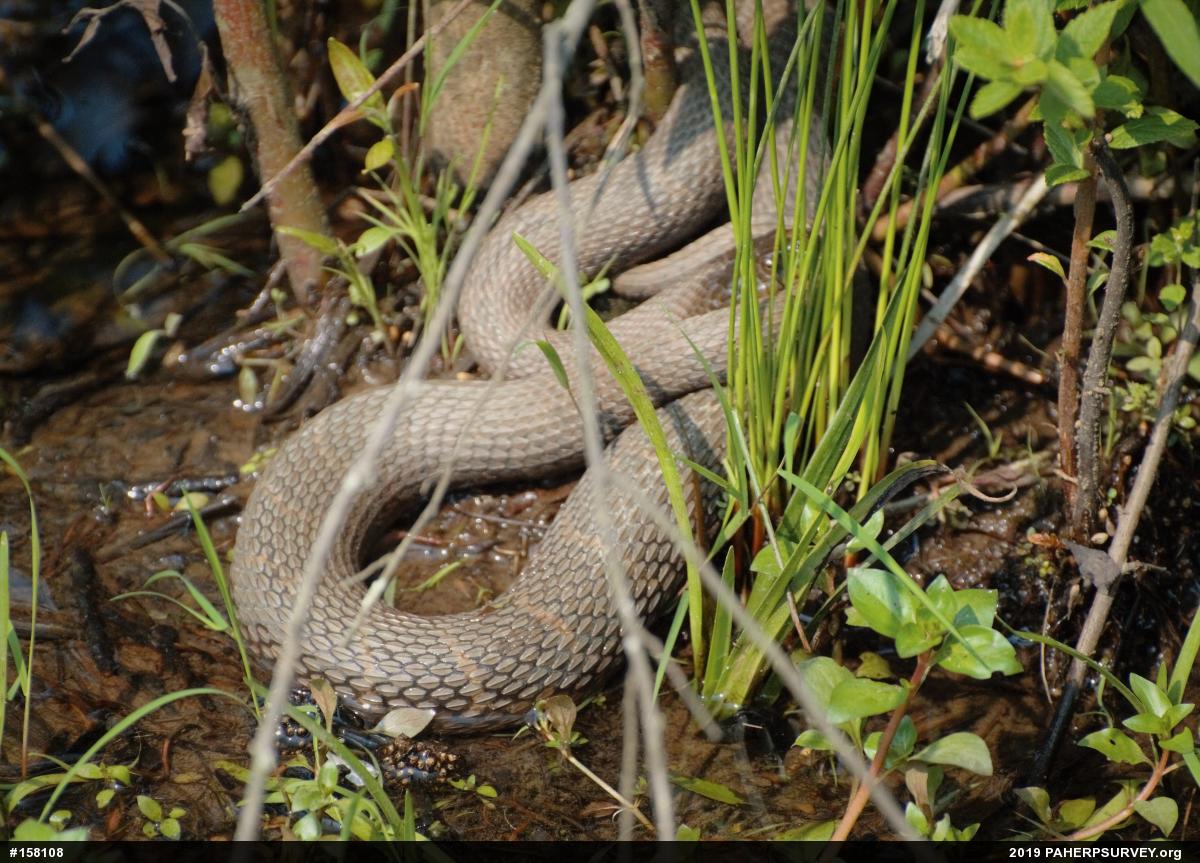 Northern Watersnake
