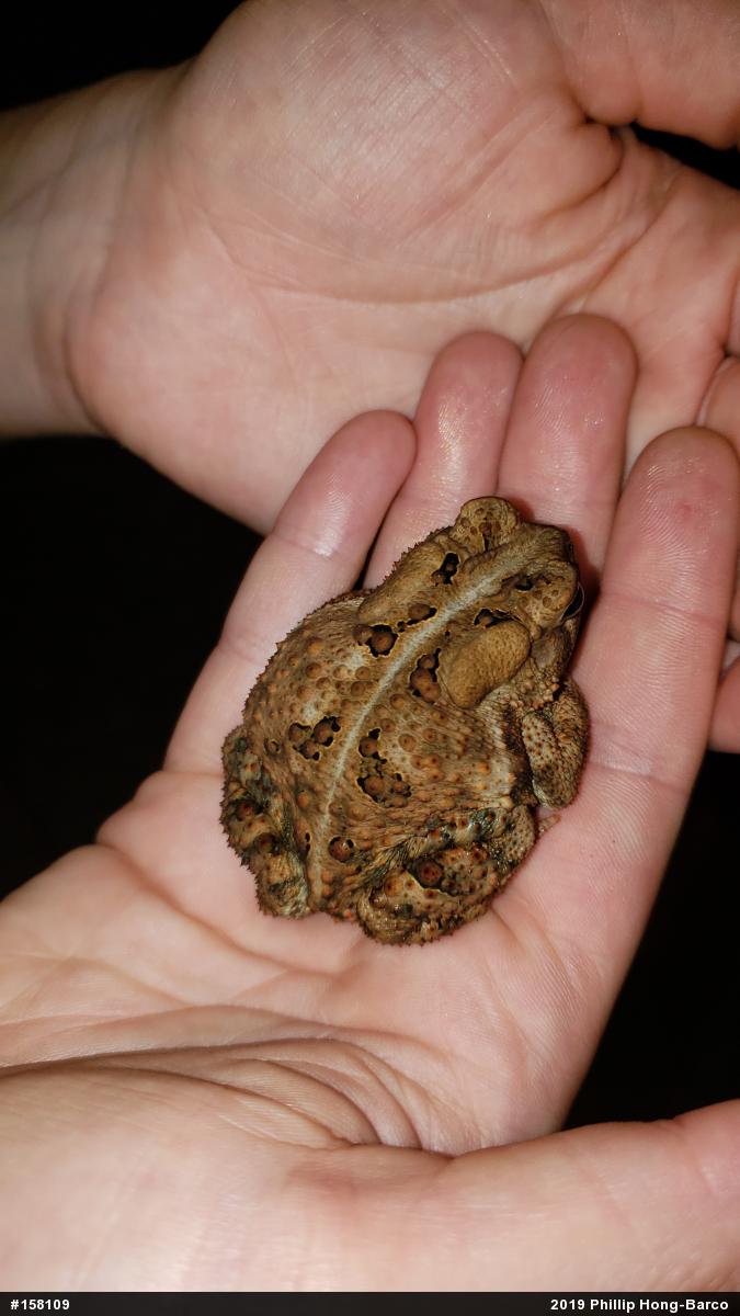 Eastern American Toad