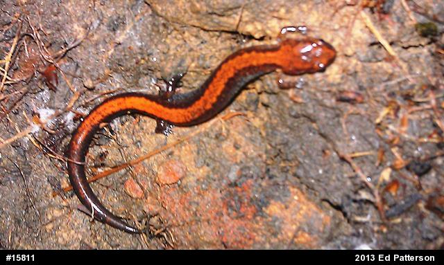 Eastern Red-backed  Salamander