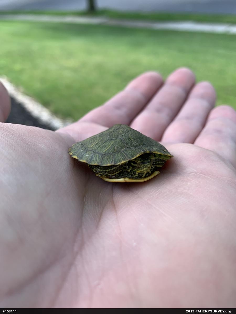 Pond Slider