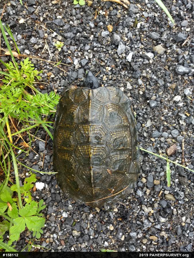 Wood Turtle