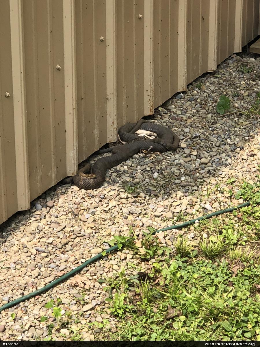 Northern Watersnake