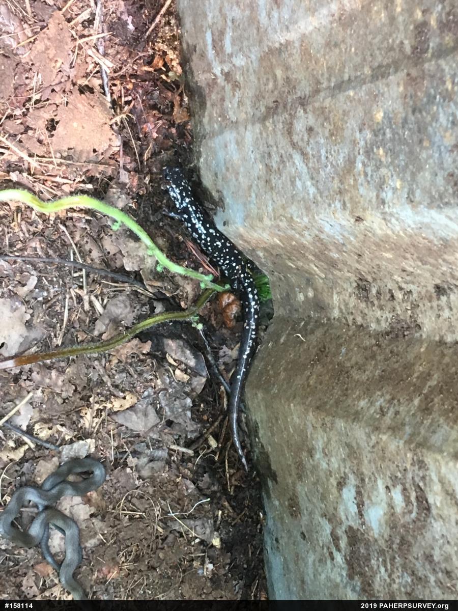 Northern Slimy Salamander