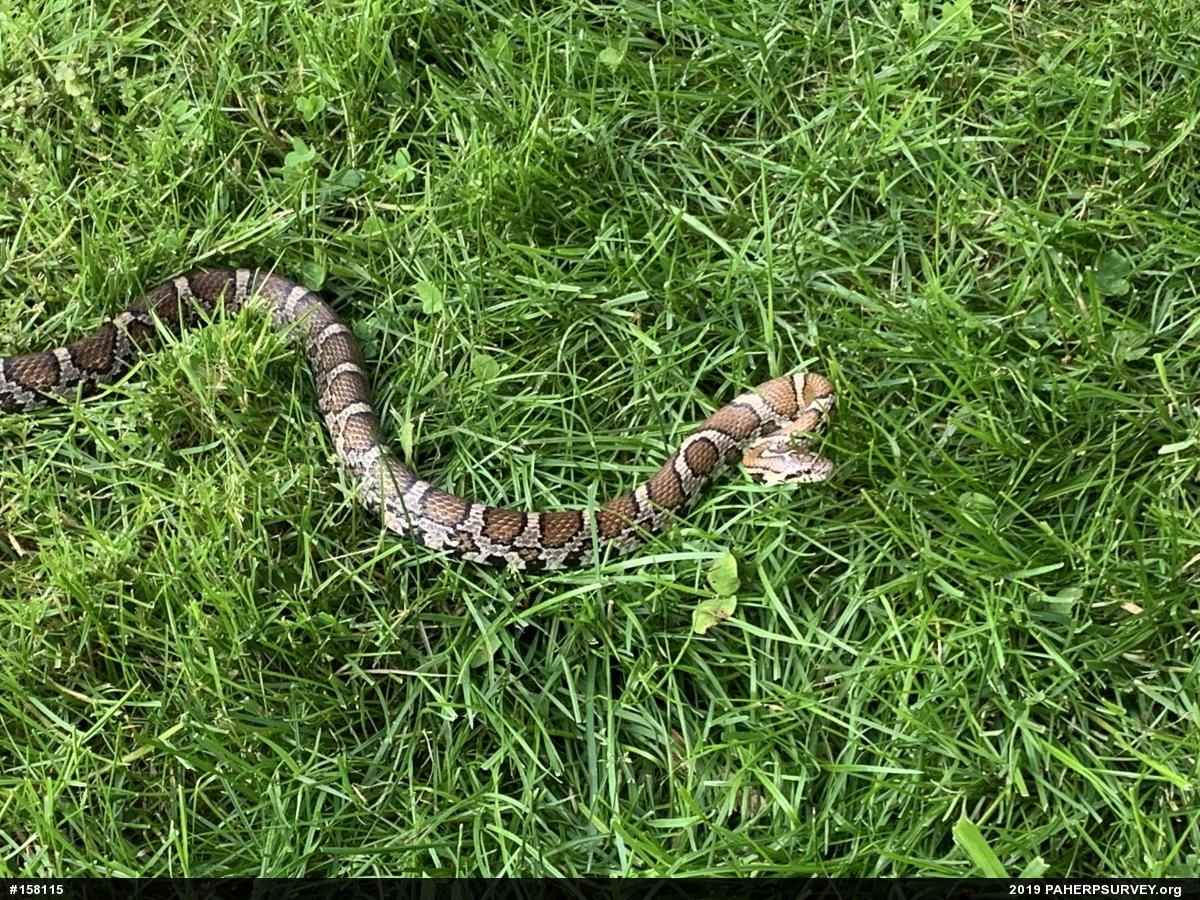Eastern Milksnake