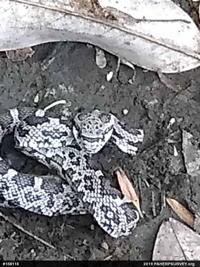 Eastern Ratsnake