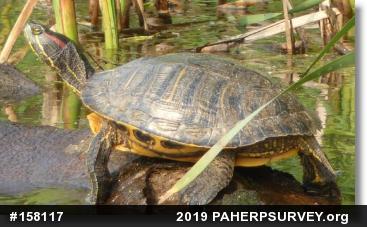 Red-eared Slider