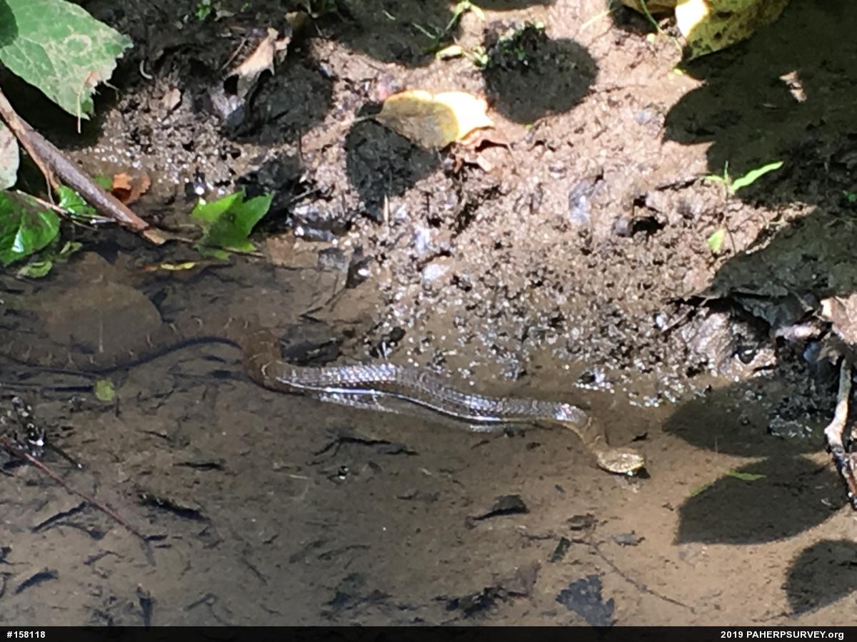 Northern Watersnake