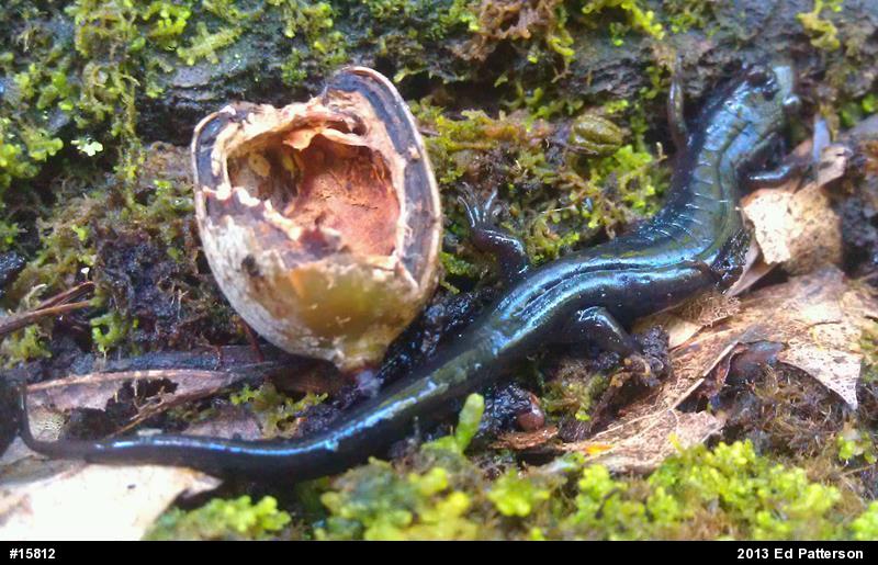 Allegheny Mountain Dusky Salamander