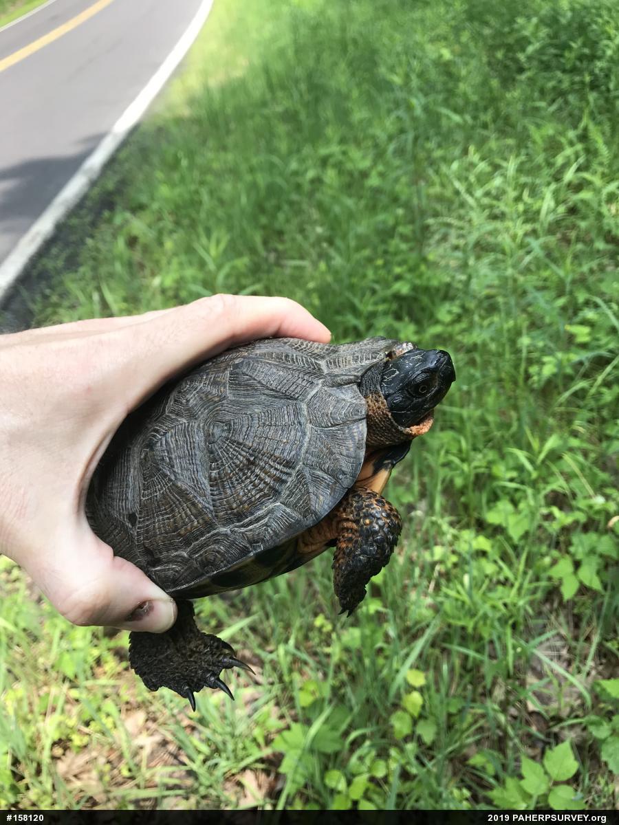 Wood Turtle