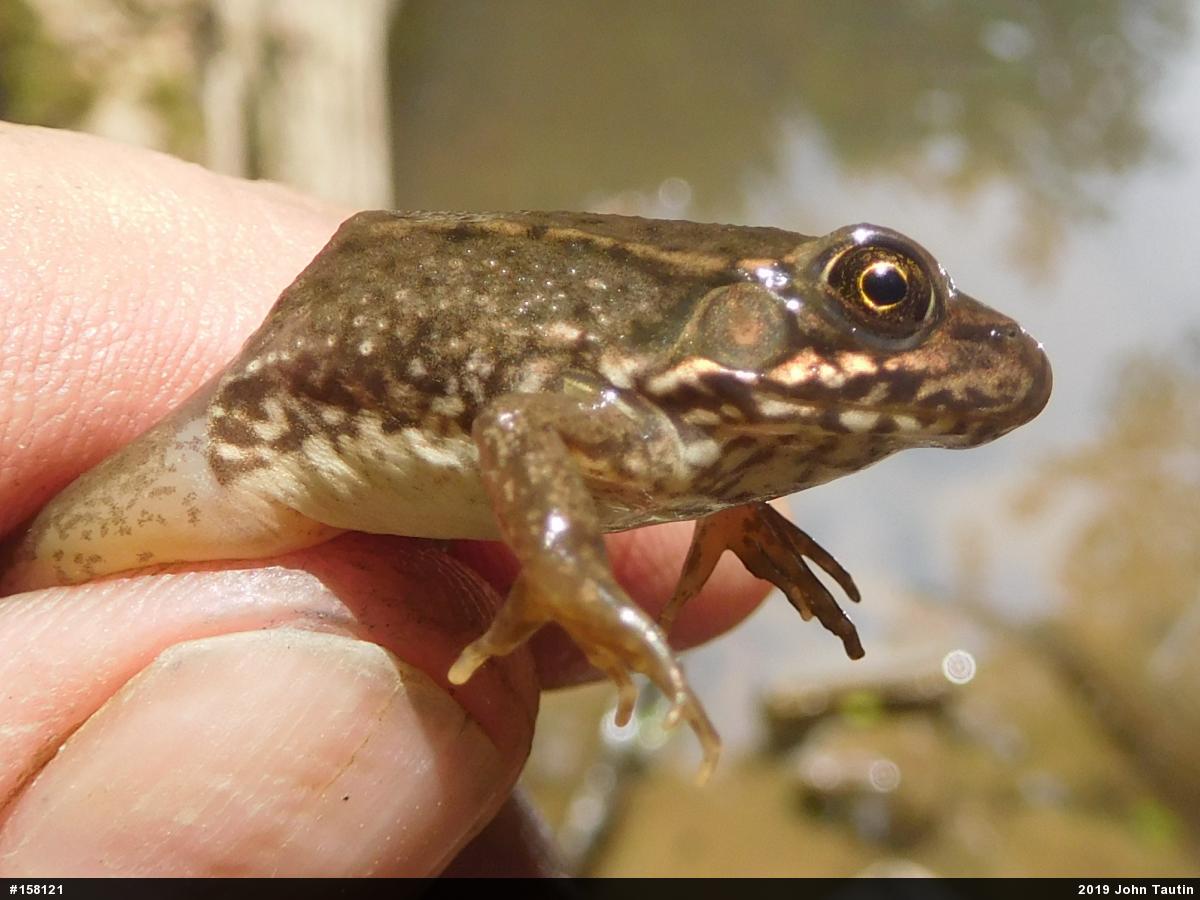 Green Frog