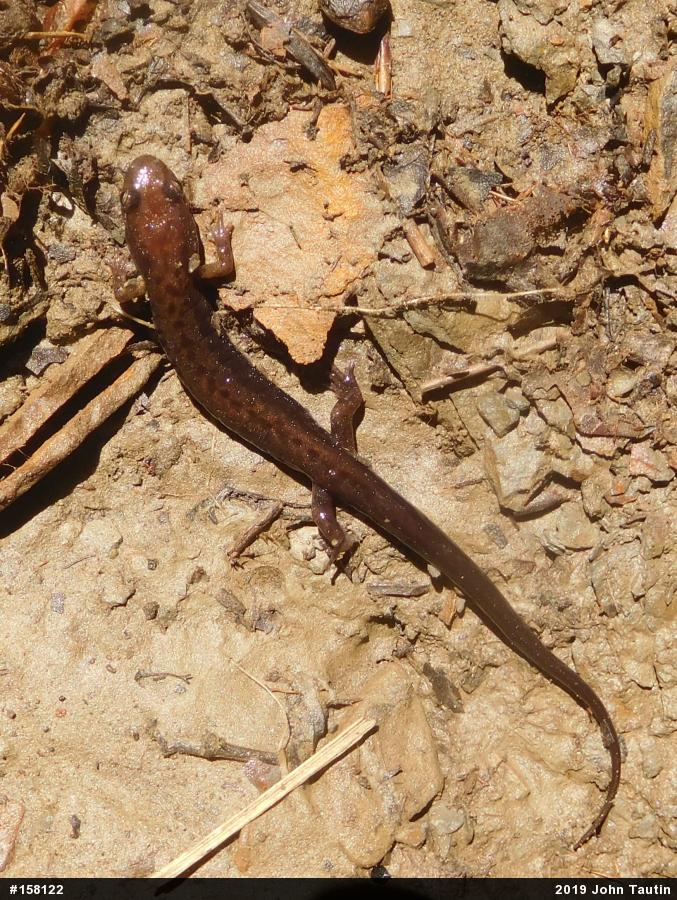 Allegheny Mountain Dusky Salamander
