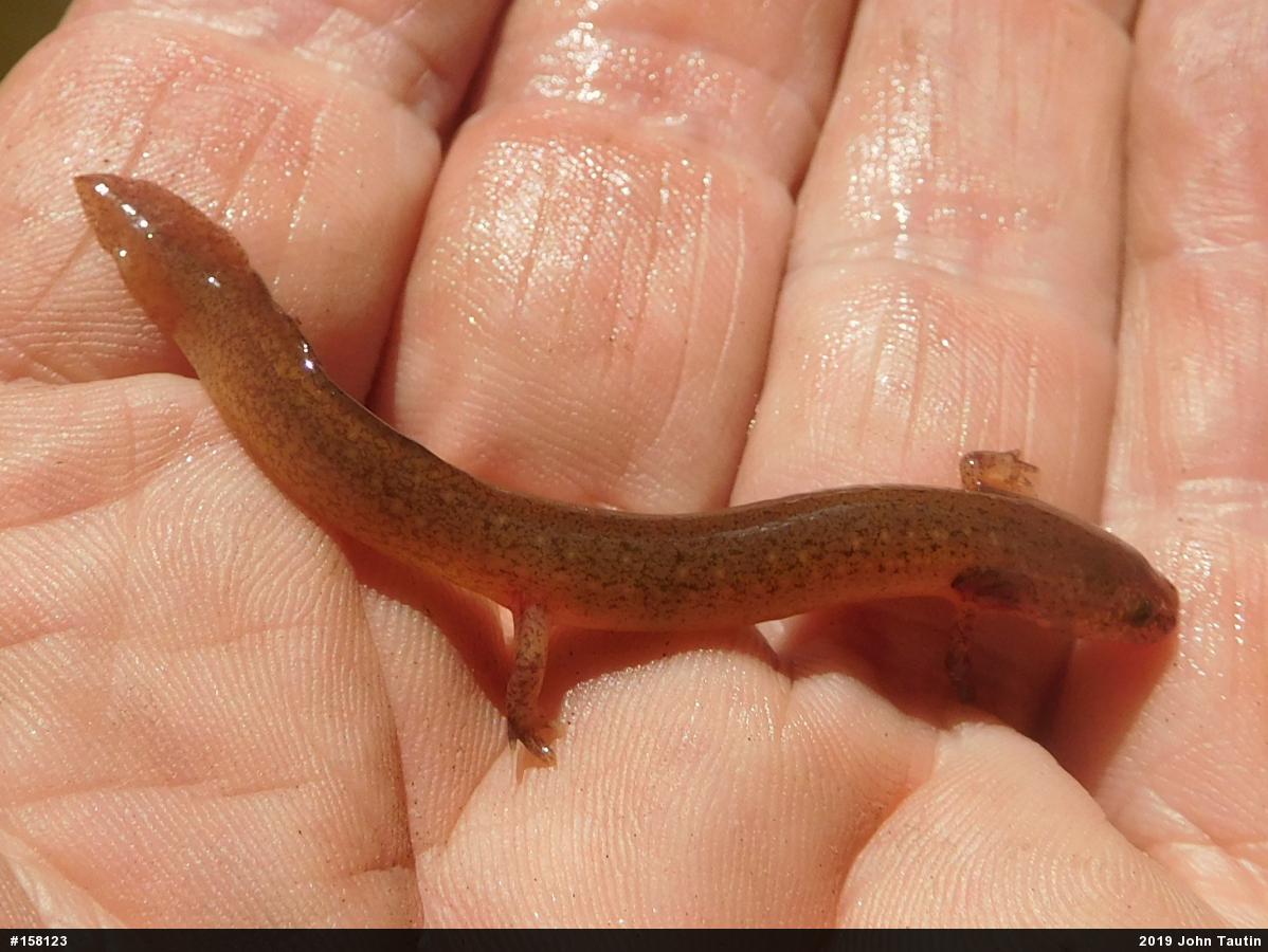 Northern Red Salamander
