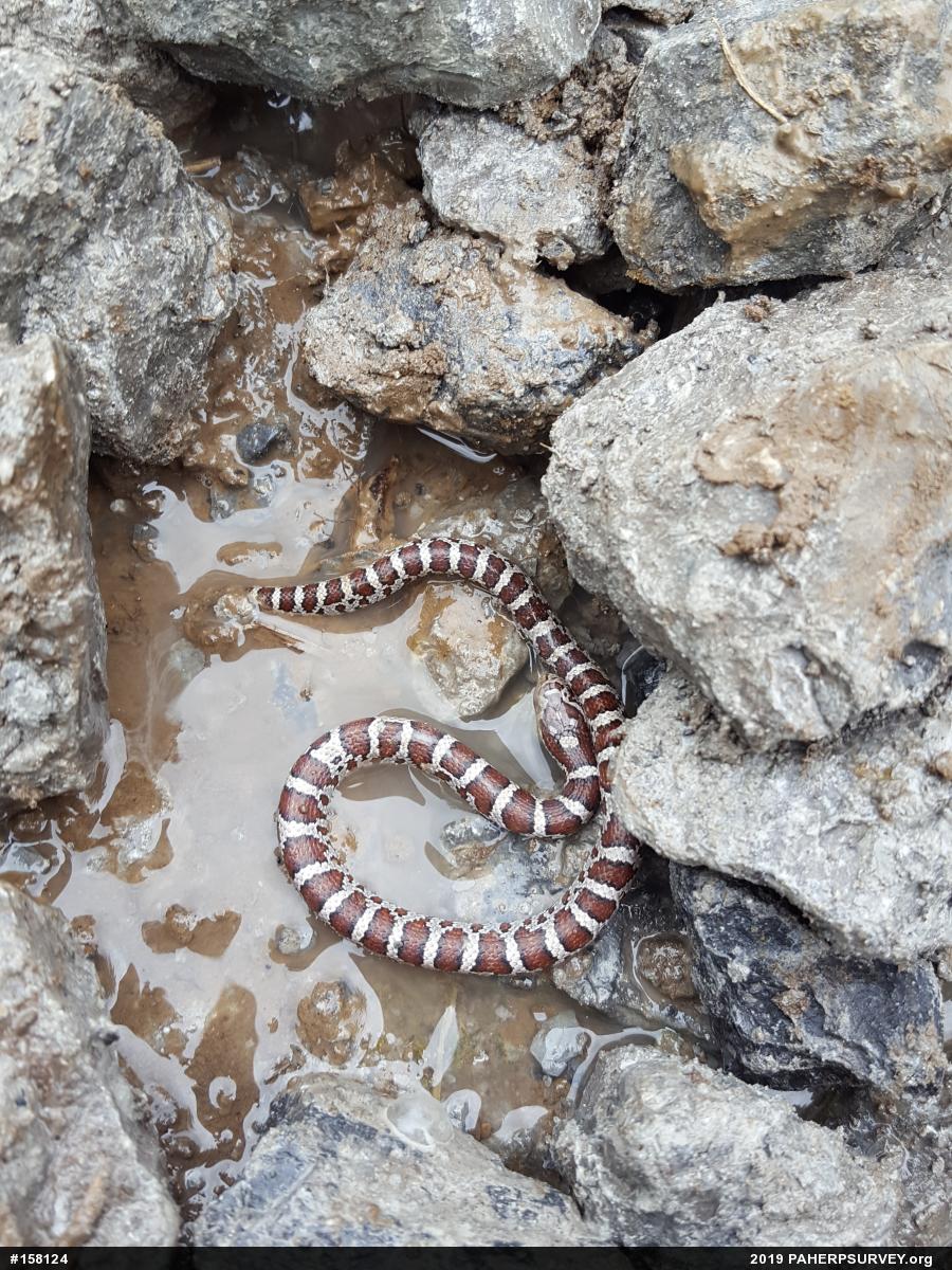 Eastern Milksnake